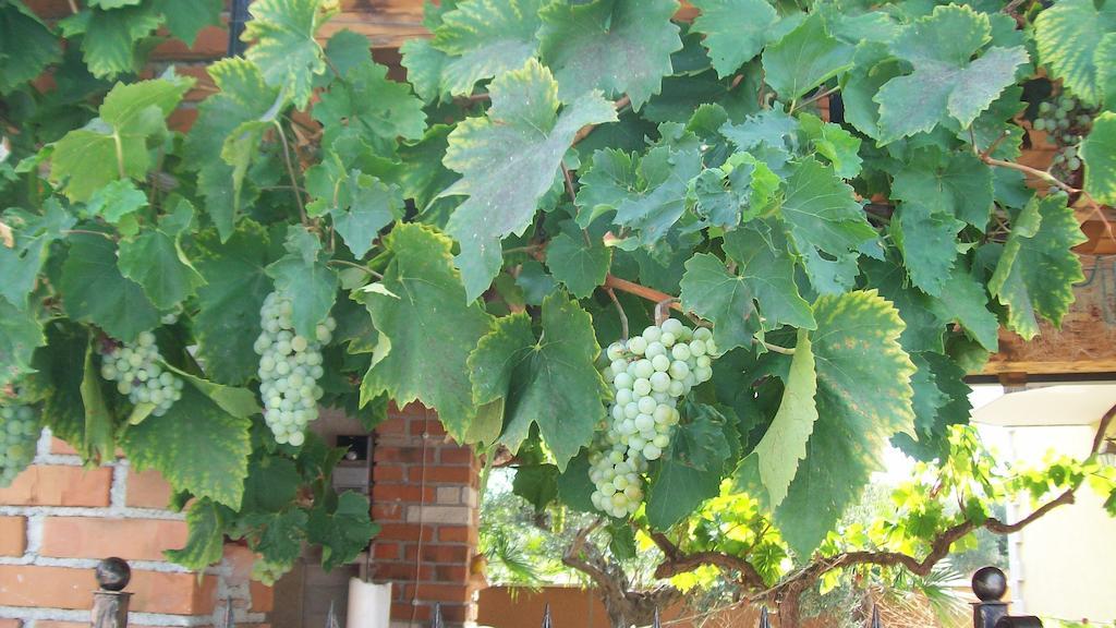 芭芭拉公寓 波雷奇 外观 照片